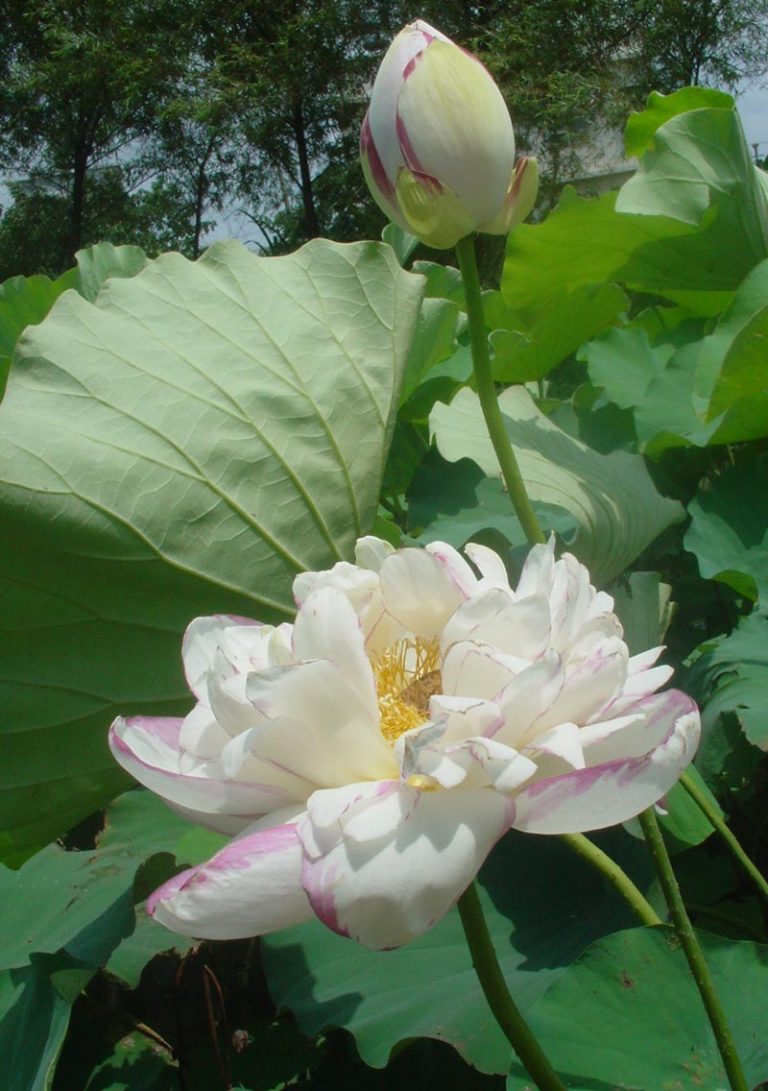 夏天清涼滋補聖品—蓮子