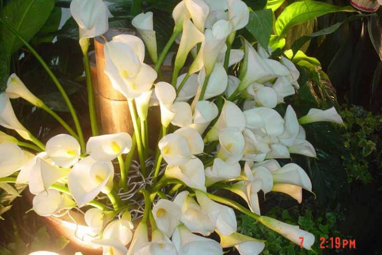 2006竹子湖海芋季在竹子湖譜出一段白色浪漫的愛戀話語