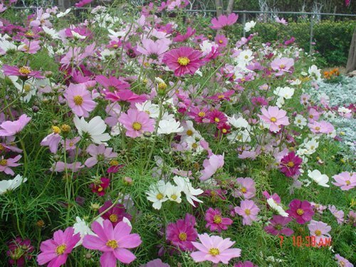 94年陽明山花季即將展開，請民眾多利用大眾運輸工具上山賞花