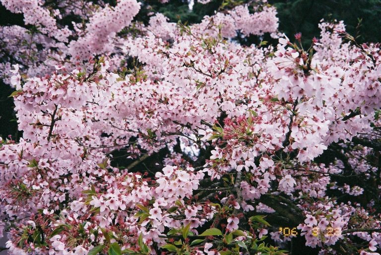 賞櫻把握3月底 限時特惠大放送