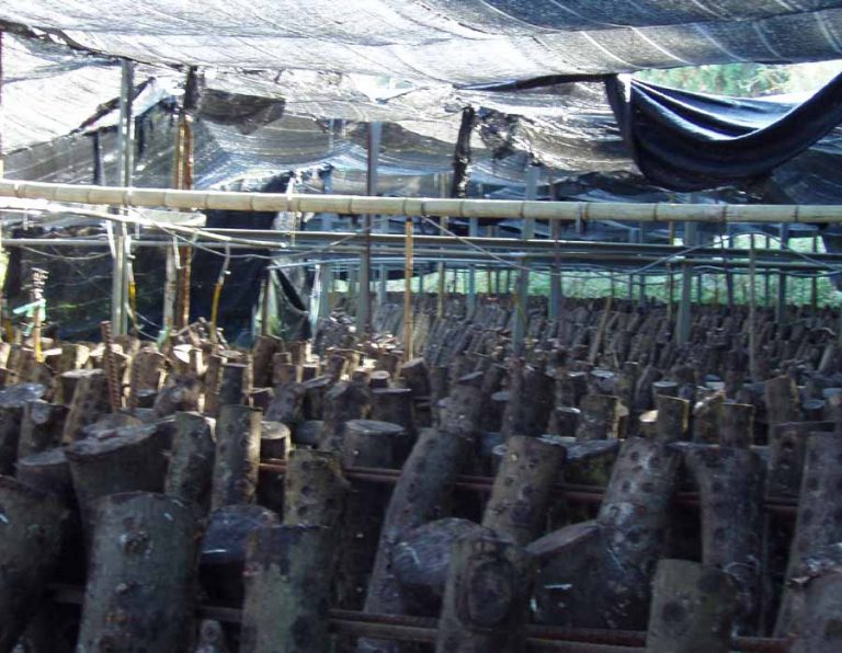 風城美食藝術之旅一日遊