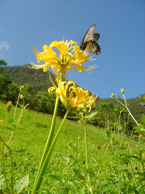 布洛灣金黃繽紛 龍爪花國慶報喜