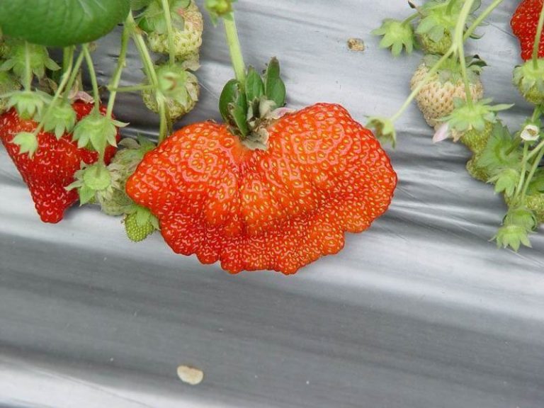 草莓．柑橘．香菇紛出籠，清香農園正熱鬧