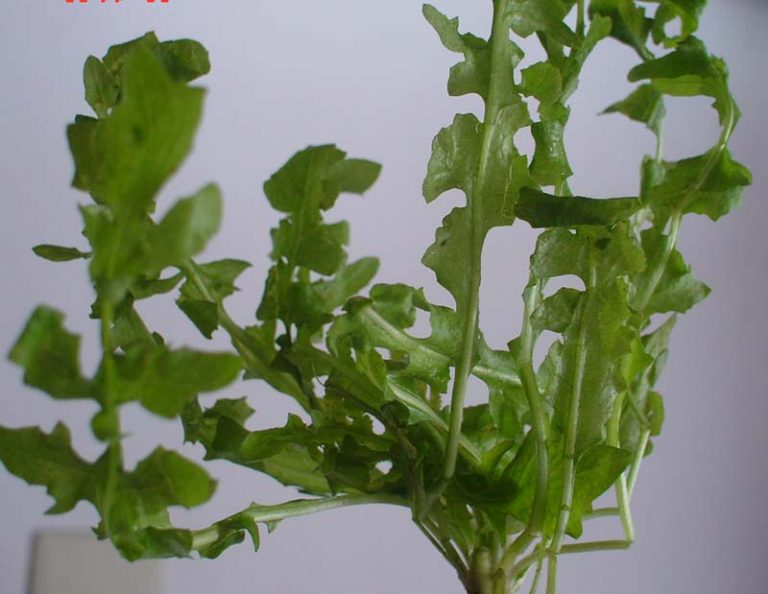 有機蔬菜小常識符合真正『有機蔬菜』條件