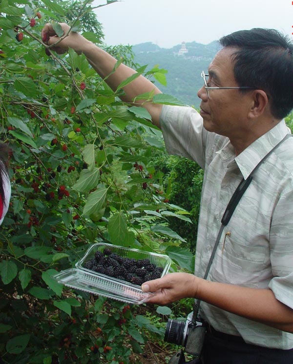 採收桑椹要用摸的，而不是用摘的