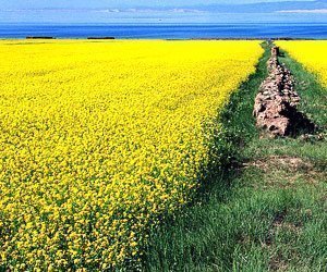 雲南羅平油菜花  元陽梯田風景美不勝收