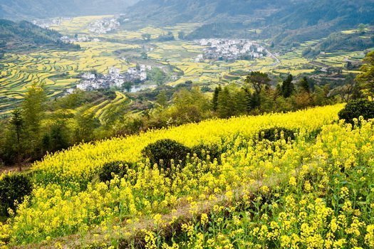江西黃金花海 繽紛綻放！