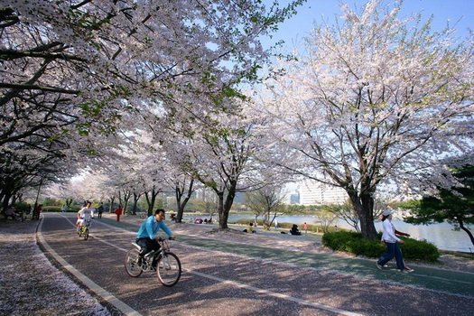 春意盎然 韓國京畿道賞花趣！