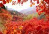 入秋首選 紅葉渲染山東大地