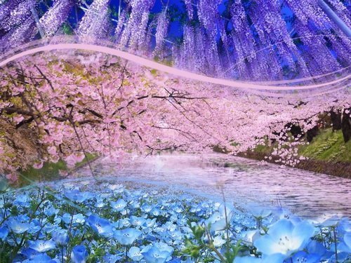 滿山櫻花粉紅上妝&奢華紫藤瀑布&夢幻天藍粉蝶花毯～