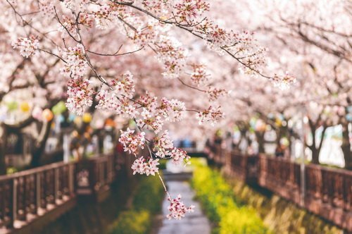 春季旅展最優惠  眾多商品祭超殺優惠 韓國賞櫻萬元有找