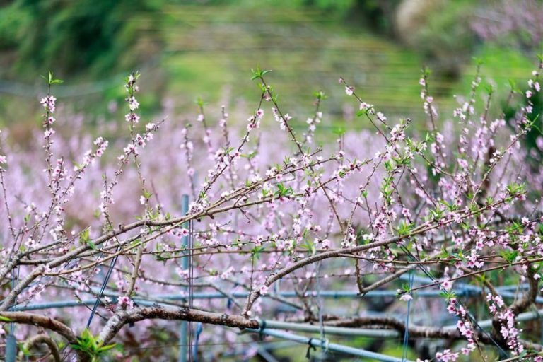 山林森呼吸 泰雅部落桃花季
