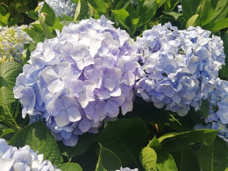 IG爆紅打卡點 北投繡球花圓舞曲拉開序幕