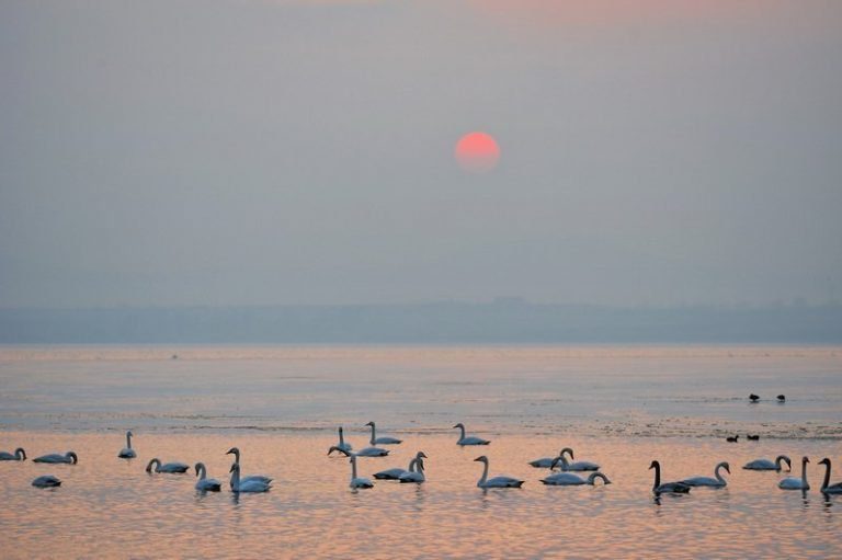 志洋山東16年專賣 獲金質獎肯定 與白天鵝共舞4/5日