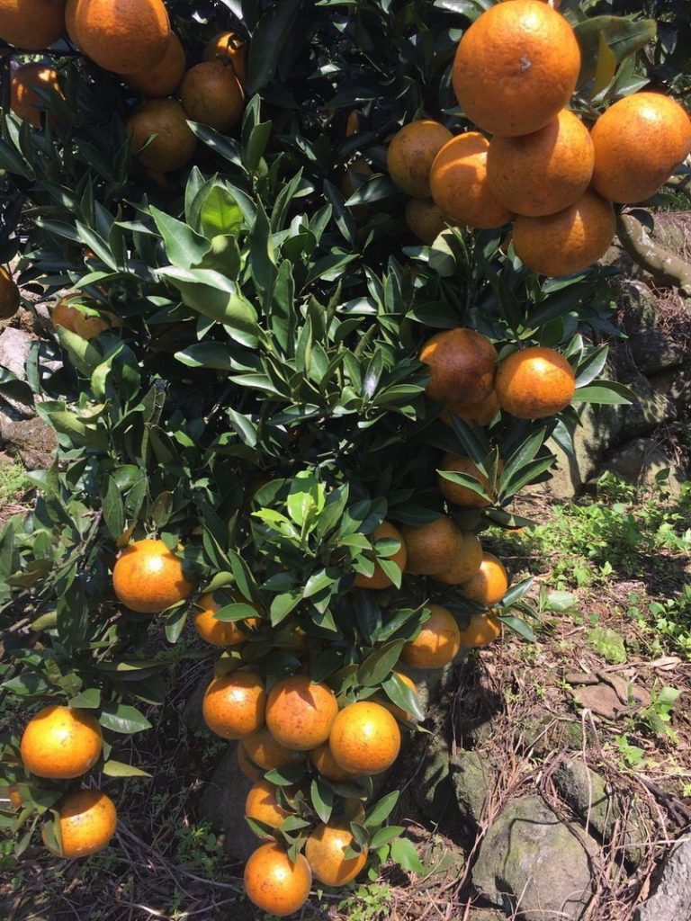 新春採果遊北屯 健走共嚐甜桶柑