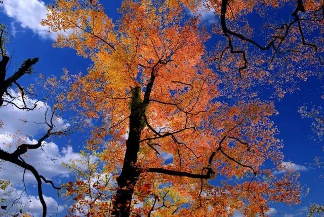 溫州賞楓報名送小費 升級五星住宿