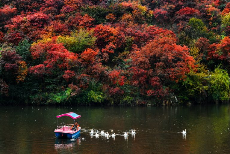 秋楓耀山東 8日精華走透透