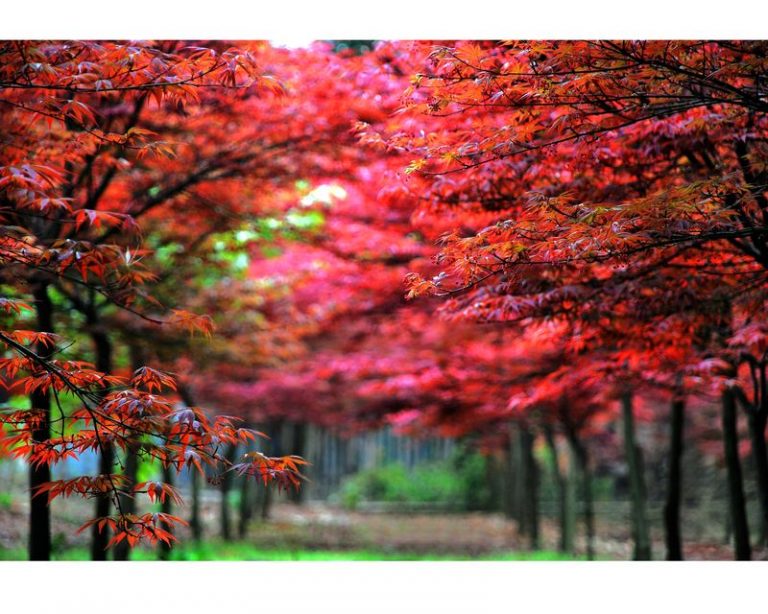 五星江西追楓8日 登明山.泡暖湯.食秋蟹