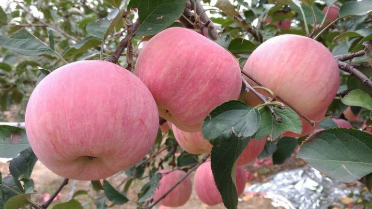 山東金秋五日嚐鮮大蘋果 10/2僅此一團  無自費行程.無購物站.金質獎肯定