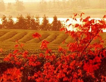 江西賞楓品明蟹 報名即贈五星香格里拉