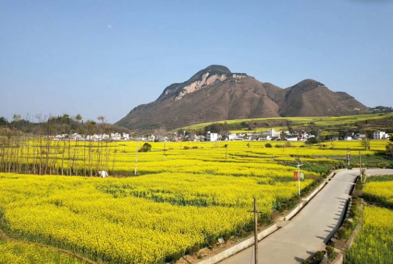 五星貴州羅平黃金花海~ 參團獨家贈送旅遊書