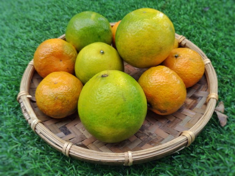 花博農民市集陪你進補 椪柑特賣試吃會