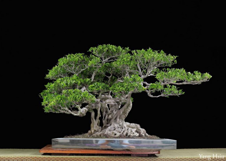 歡慶37週年 建國假日花市舉辦『盆景藝術暨樹型玫瑰特展』