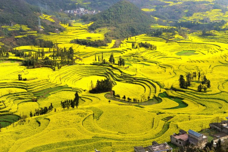 年度賞花重點來囉！貴州黃金花海2月開跑！