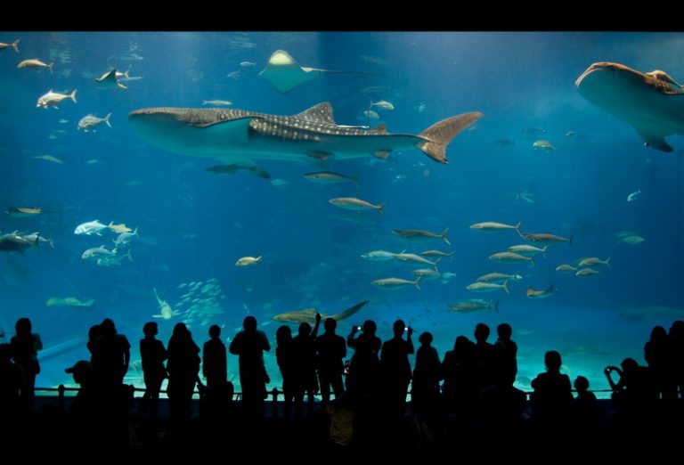 沖繩冬季限定 琉球王國村點燈節登場