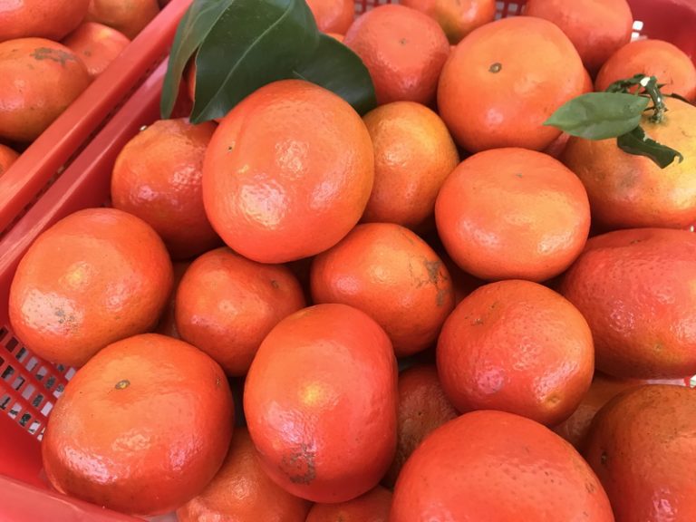 一月花博農民市集 花博招財迎鼠年