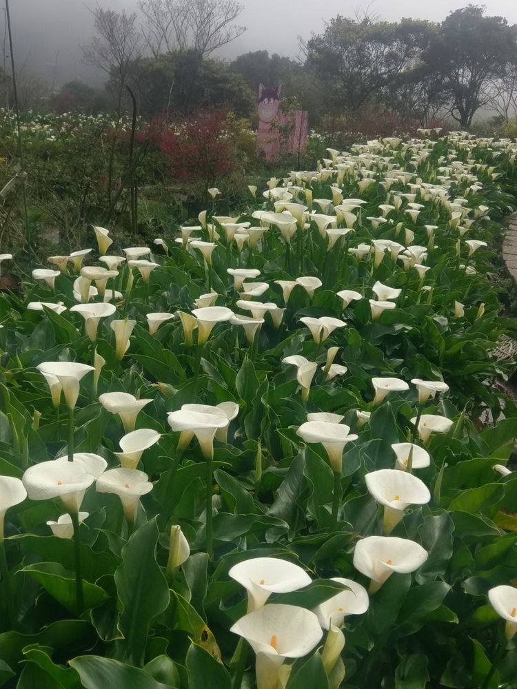 海芋花季3月26日正式登場(圖片來源:台北市農會)