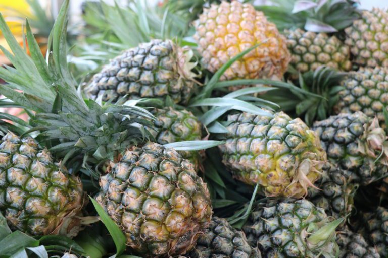 台北花博農民市集臺南週登場