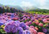 繡球花季