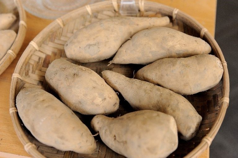 臺北花博農民市集 金龍報喜 棗到幸福