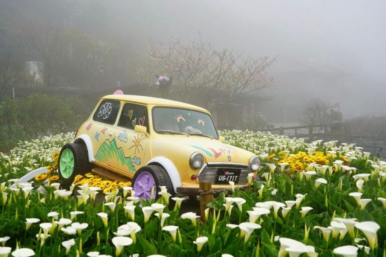 2024年竹子湖海芋季及繡球花季 芋見小時候
