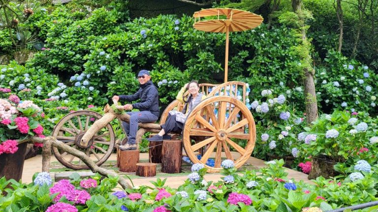 竹子湖繡球花季：尋找童趣時光的花海之旅 繡球花季活動日期：5/17至6/23