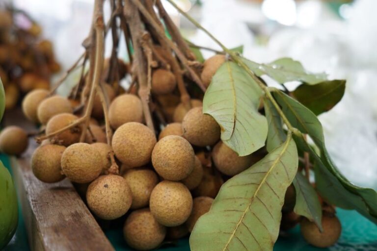八月臺北花博農民市集 爸氣市集FUN一夏 臺北花博農民市集(捷運圓山站1號出口)
