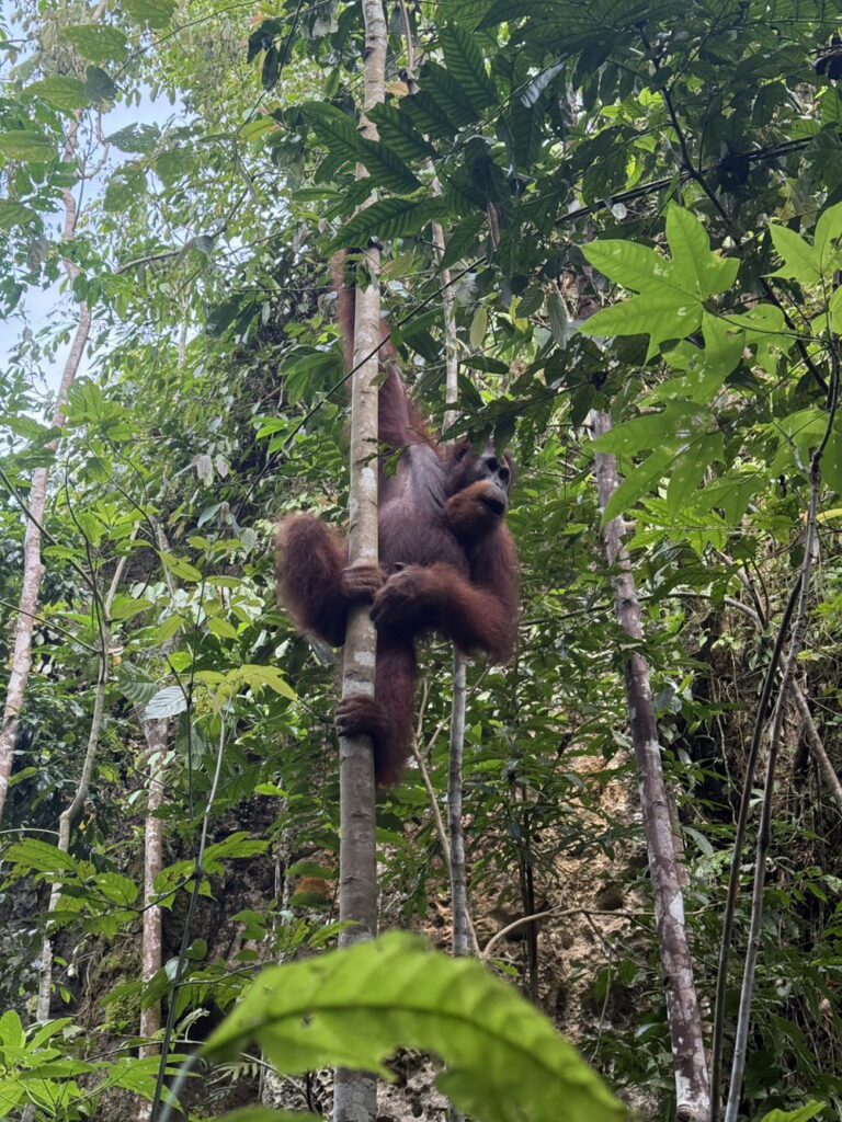 探索蘇門答臘秘境之旅 從紅毛猩猩棲地到多巴湖心 感受北蘇門答臘自然文化瑰寶
