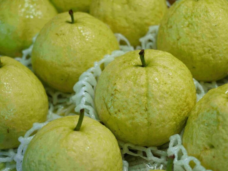 十月臺北花博農民市集 金秋豐收季 搗蛋樂登場 臺北花博農民市集(捷運圓山站1號出口)