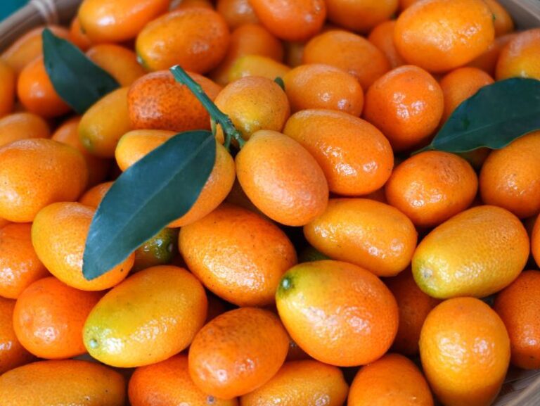 十二月臺北花博農民市集 美好聖誕 就想芋見你 臺北花博農民市集(捷運圓山站1號出口)